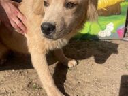 Snowflake sucht ein Zuhause - Olfen