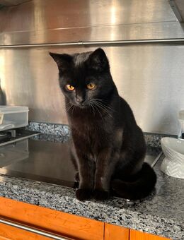 1x British Kurzhaar BKH-Mix, weiblich 7 Monate Kitten - Kamp-Lintfort