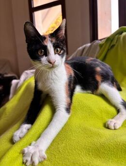 Mavina - die große Schwester - Kirchheim (München)