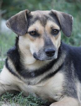 Lana 💗 tolle umgängliche, junge Hündin - Hamburg