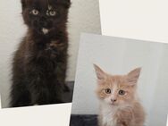 Maine Coon Kitten - Herzberg (Harz)