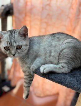 Katzen Baby Bkh 500€ - Hilzingen