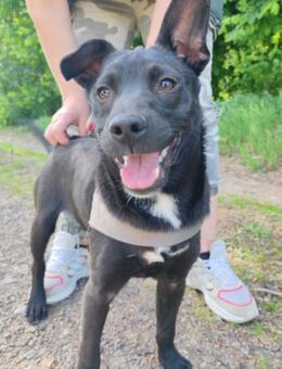 ♥Filou♥ freundlicher, offener Hundebub - Hamburg