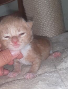 Maine Coon Kitten Junge mit Stammbaum in cream(smoke) white und black tabby - Murrhardt
