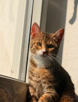 6 Monate junger Kater (kastriert+gechipt) - Morsbach