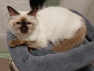 Kitten Heilige Birma - Rahden Kleinendorf
