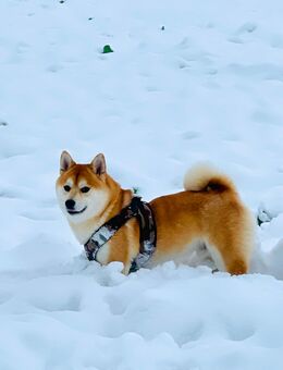 Shiba Inu Deckrüde mit Stammbaum (KEIN VERKAUF) - Teuchern