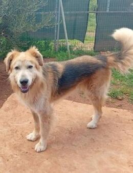 Jango - ein Bild von einem Hund!!! - Mettmann