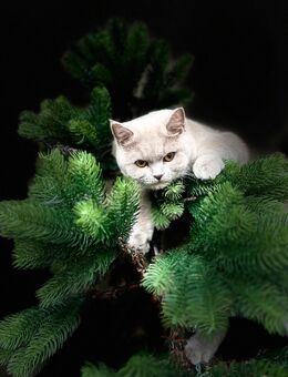 Britisch Kurzhaar Katze - Schönkirchen