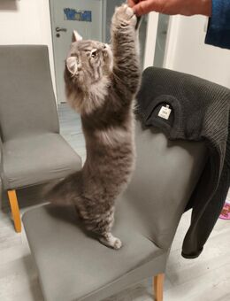 BKH/Blh Junge Abgabefertig - Wuppertal