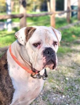 GIPSY - Traumhündin auf der Suche...... - Kempen