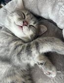 Bkh kitten männlich und weiblich in 32805