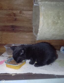 Babykatzen - Grabfeld