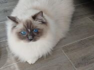 2 Kater Ragdoll - Melbeck