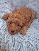 Toypudel Welpen Stammbaum in 87600