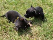 Wunderschöne Welpen von Zwergspitz (Pomeranian) mit Zwergpinscher - Agathenburg