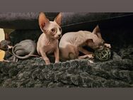 Canadian Sphynx Kitten - Berlin Marzahn-Hellersdorf