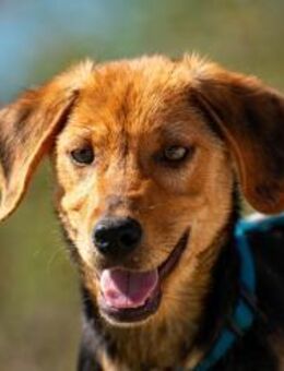 Elara liebevolles Hundemädchen 🐾 - München