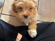 malteser und bichon frisé mix Welpe - Senheim