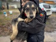 Filou sucht ein Zuhause - Olfen