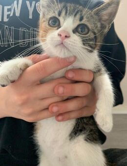 Süße kleine Bkh Mix Kitten - Papenburg Zentrum