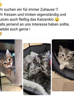 ☆ BKH Kitten suchen ihr für immer Zuhause ☆ - Rheine