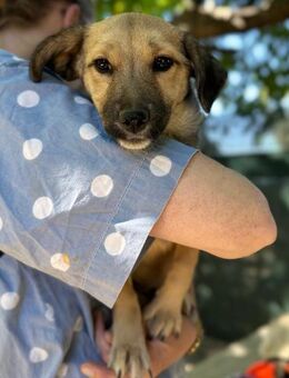 kleines Welpenmädchen, Cleo sucht - Köln