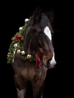 Irish Cob/lewitzer schweren herzens abzugeben - Barver