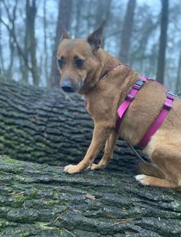 Emily🧡🧡🧡sucht Herzensmenschen - Bad Karlshafen