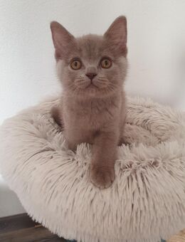 Bkh kitten rot grau - Worms