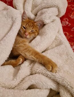 Rote Kater sind was Besonderes - Waiblingen