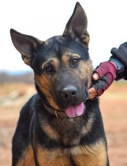 Prado hat ein ganz liebevolles Wesen - Laatzen