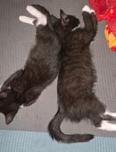 2 süsse Katzenbabys in 69214