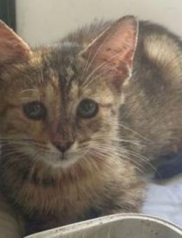 Kleine PENNY bereit für ein neues Leben - Sehnde