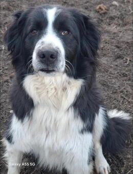 Ruhig entspannt liebevoll = MOSES♥️ - München