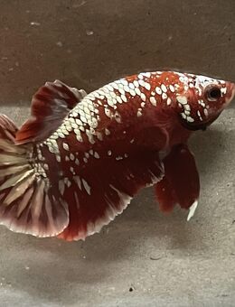 Betta „RGG – Red Gold Galaxy “ – HMPK - Männchen ♂ - Thüngen