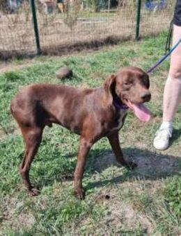 Csoki wartet auf seine Menschen - Nordwalde