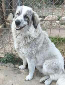 Patchwork, unser großer, lieber Bär - Oberhausen (Rheinland-Pfalz)