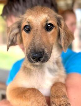 DANIA ~ eine von 7 Geschwistern - Duisburg