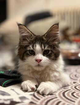 Reinrassiges Maine Coon Kitten - Thalfang