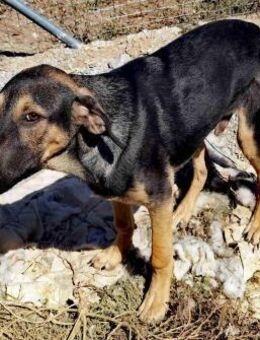 BRUCE - lieber, putziger Hundebub - Aerzen