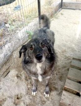 Grey 56 cm - Alpenrod