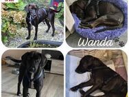 Wanda / Maddy Bracke Mischling Hündin - Margetshöchheim