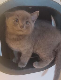 Britisch Kurzhaar Kitten suchen ab sofort - Wickede (Ruhr)