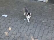 Hundewelpen Welpen husky , Welpen Hundebabys - Dortmund Hafen