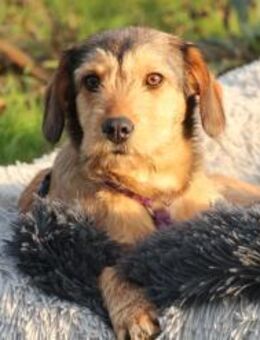 Anima unsere kleine Schönheit.. - Hagen (Stadt der FernUniversität)