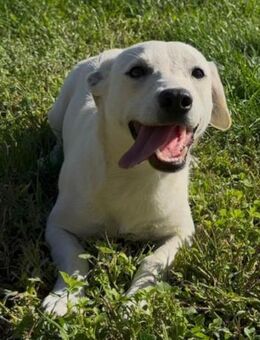 Belle 💗 süßes, verspieltes Hundemädchen - Hamburg