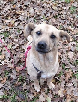 Phoebe Sonnenscheinchen für Mensch+ 🐕 - Jade