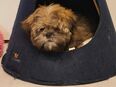 Shih tzu Rüde in 18528