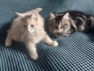 Main Coon Kitten suchen neue Kuschelcouch - Adendorf